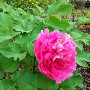 Meet your Posher, Chuck